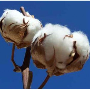 100% coton